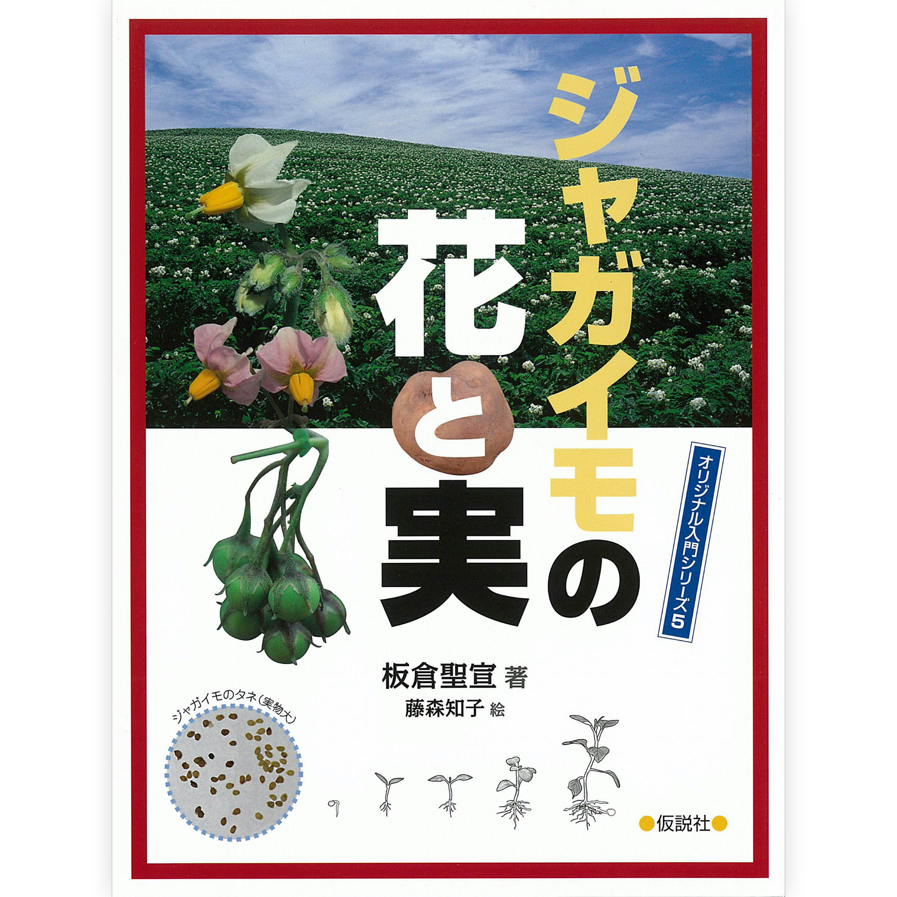 ジャガイモの花と実