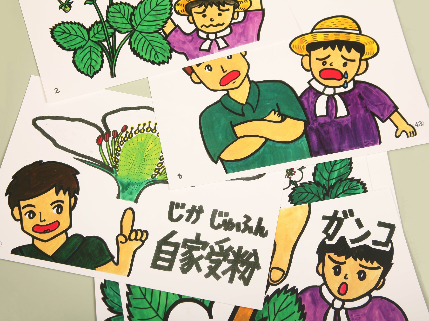 絵カード「人工授粉の話・リンゴ園での工夫」