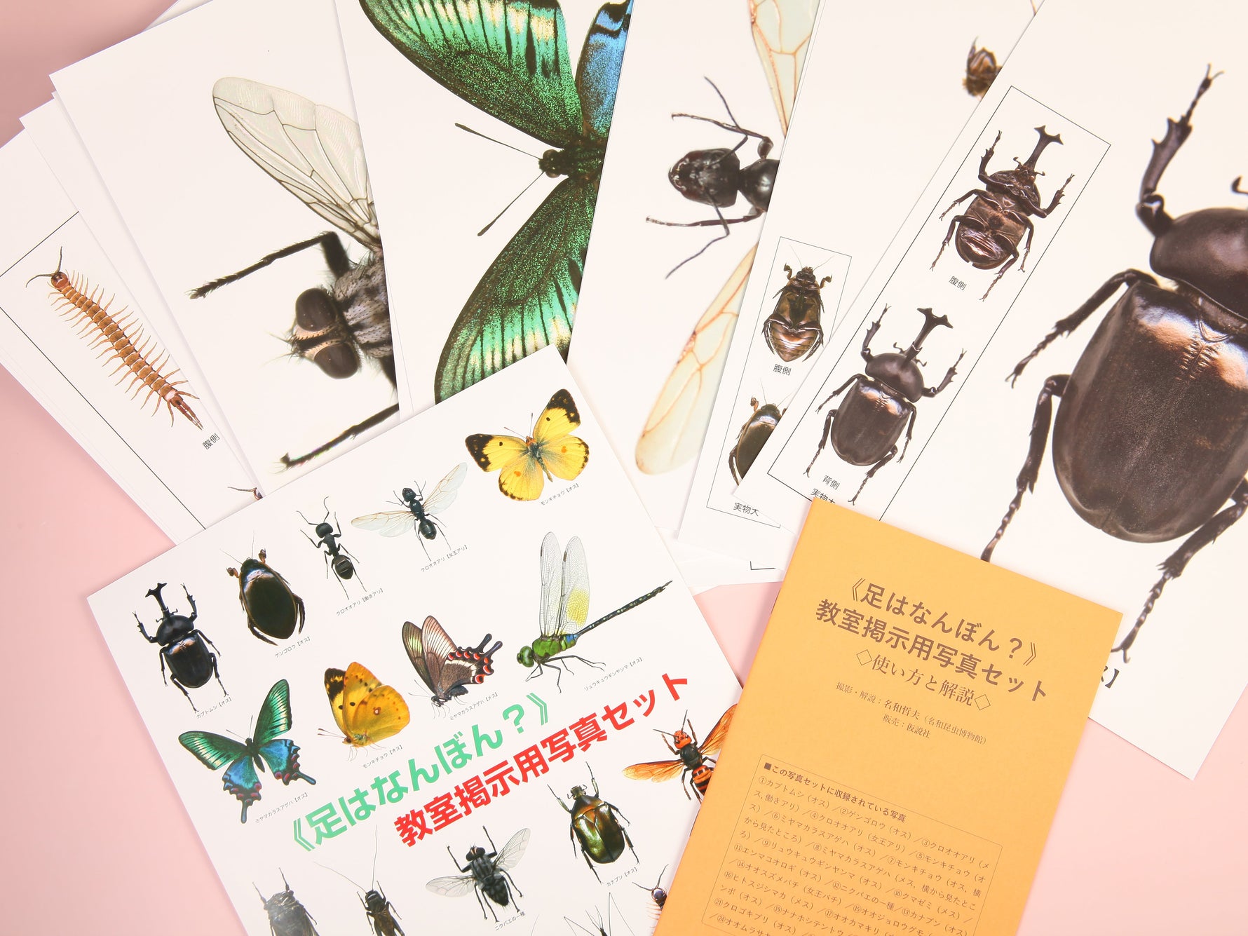 《足はなんぼん？》教室掲示用写真セット