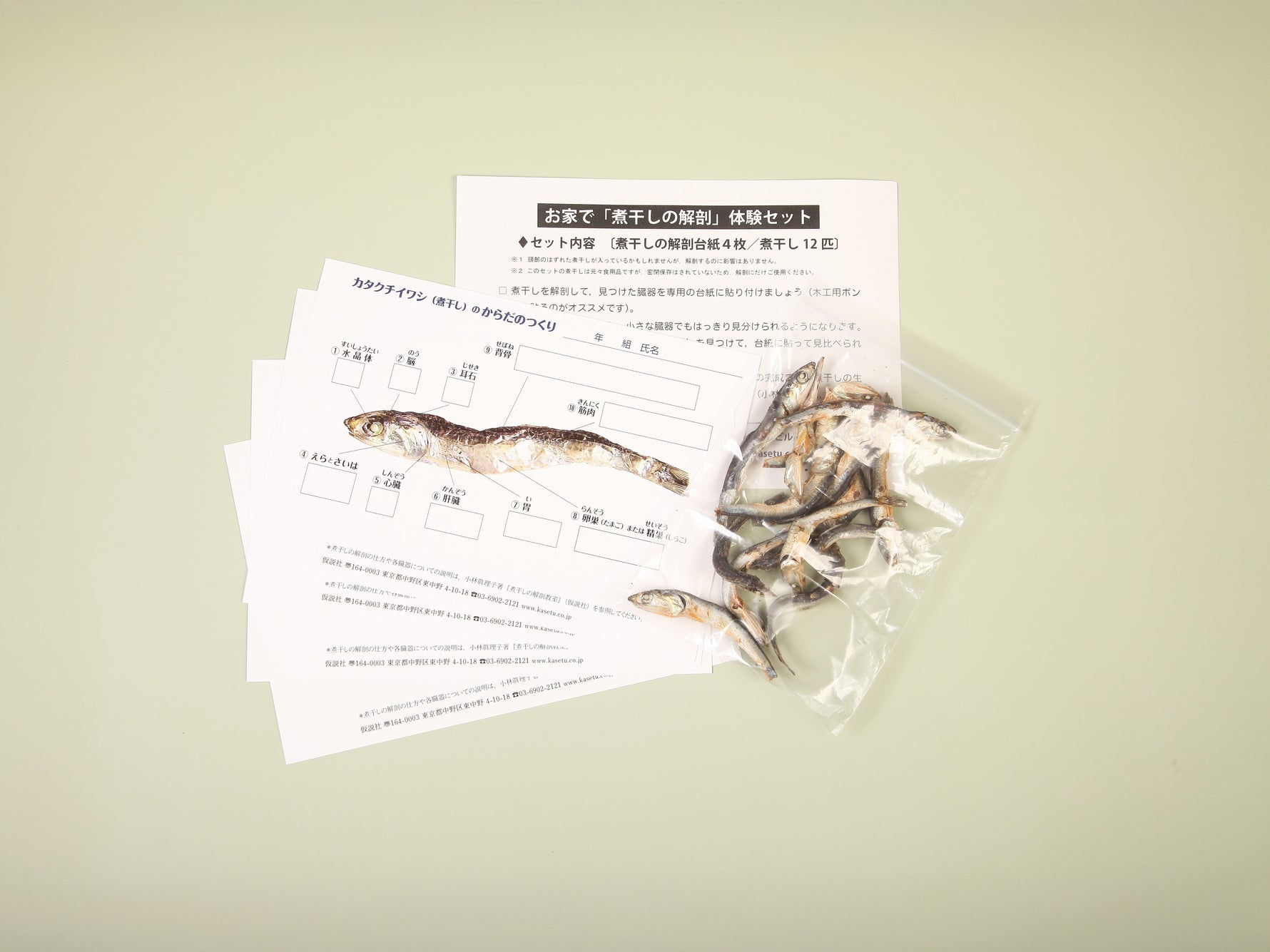 お家で「煮干しの解剖」体験セット（煮干し入り）