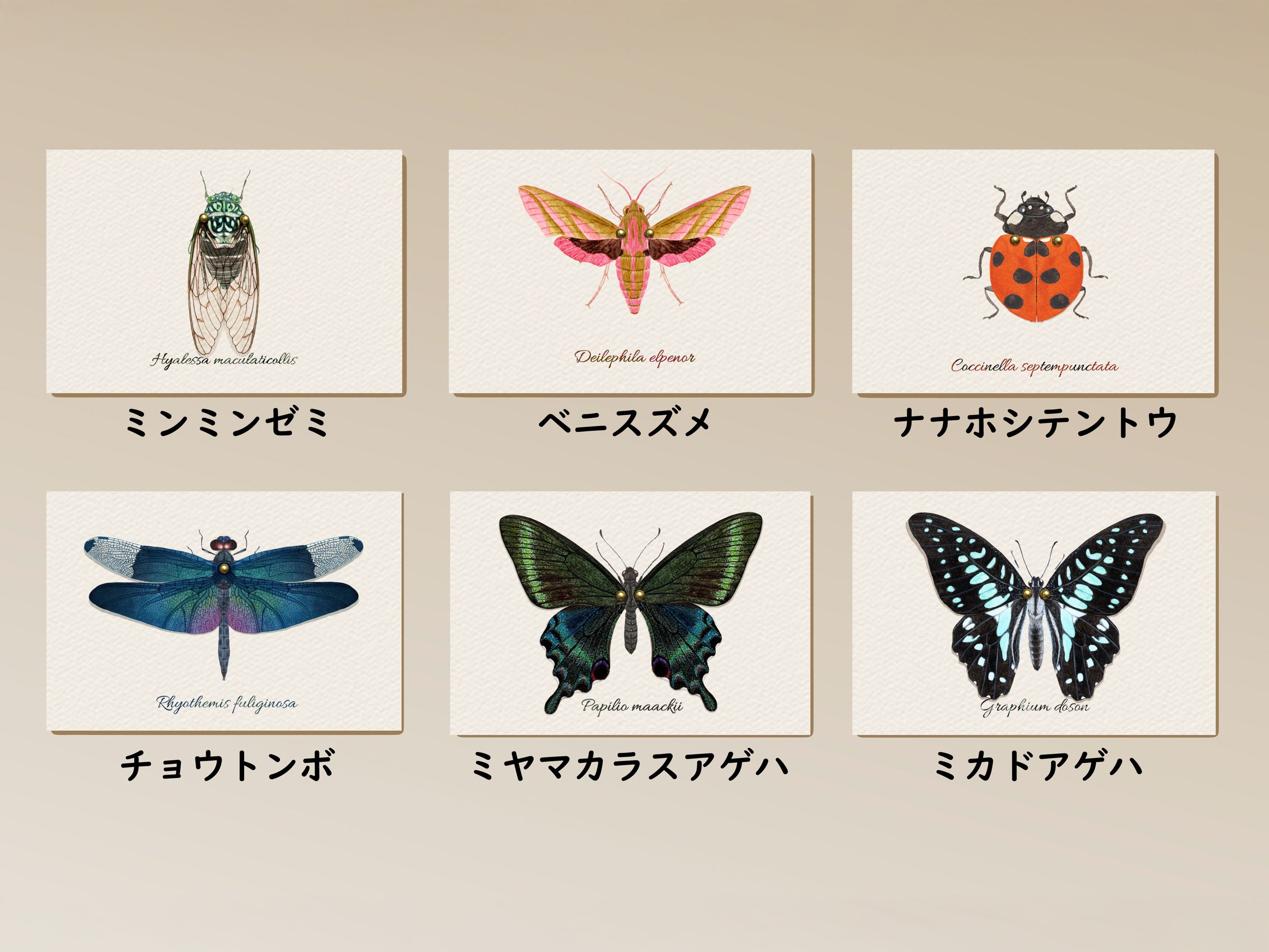 虫の翅ポストカード