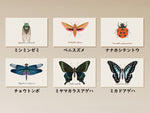 虫の翅ポストカード