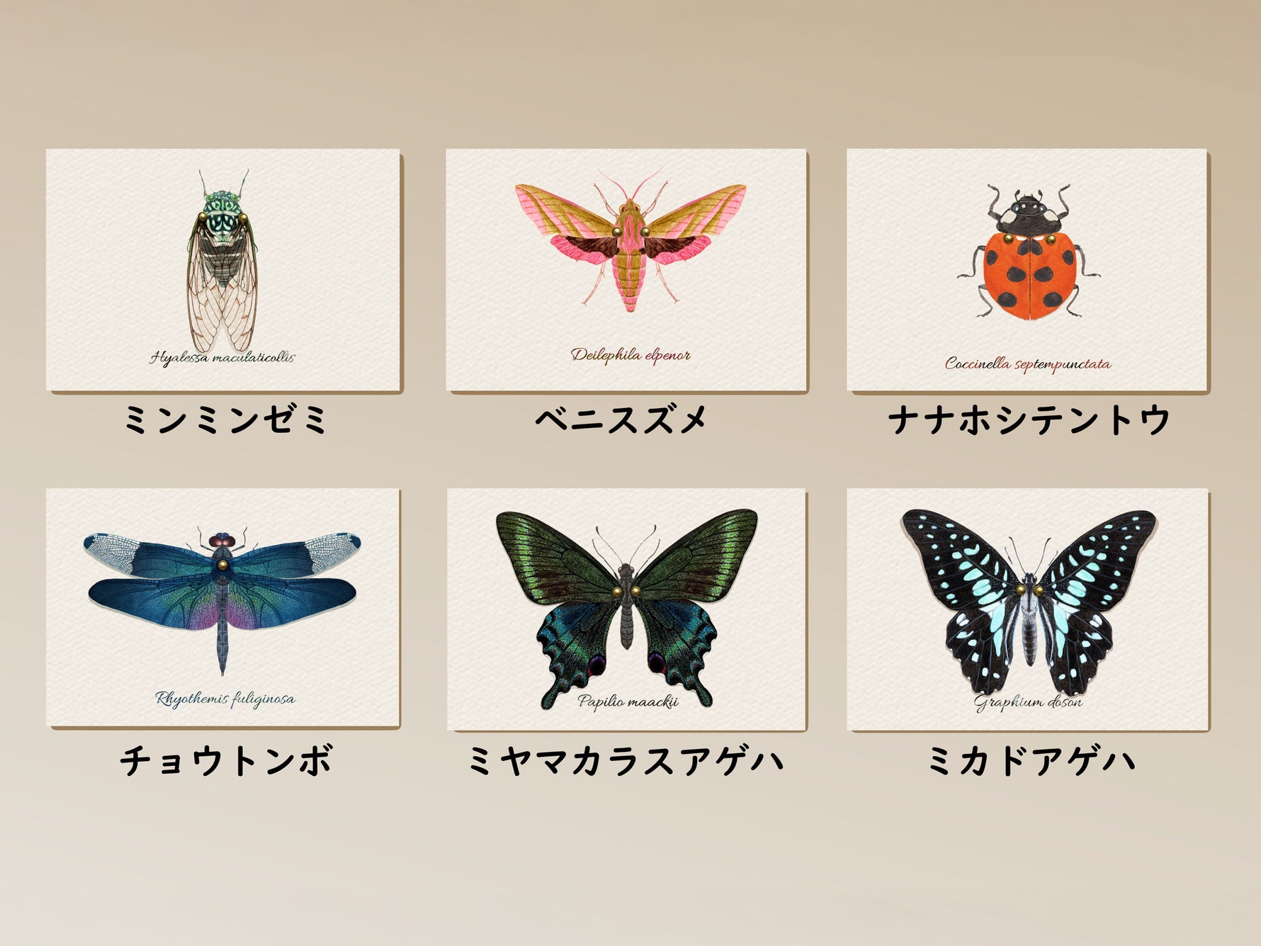 虫の翅ポストカード
