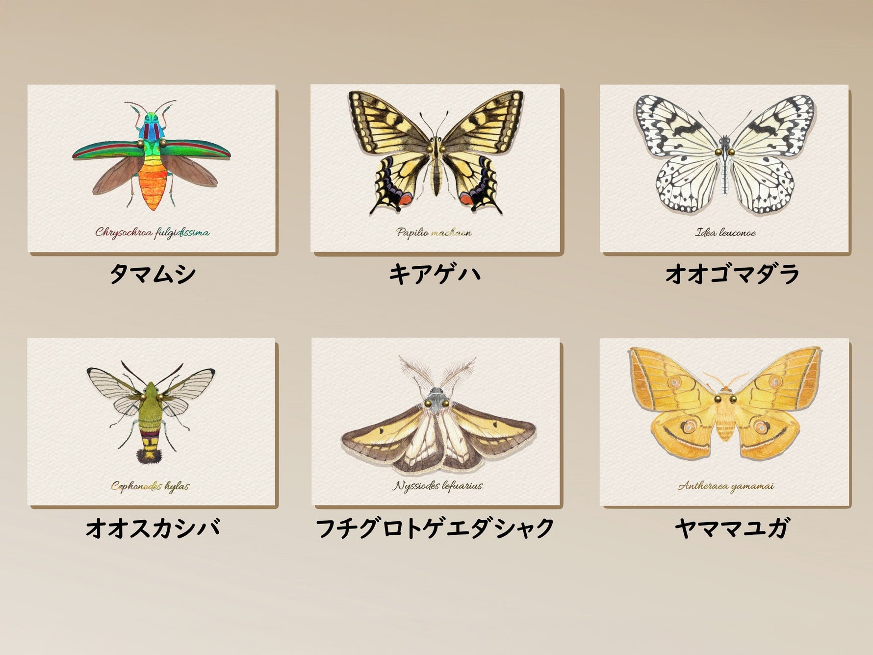 虫の翅ポストカード