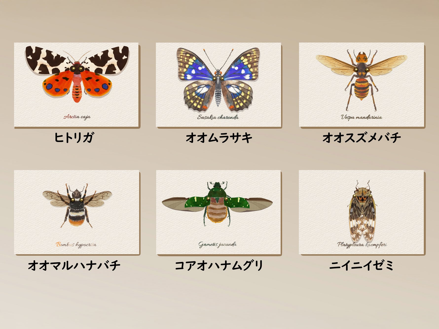 虫の翅ポストカード