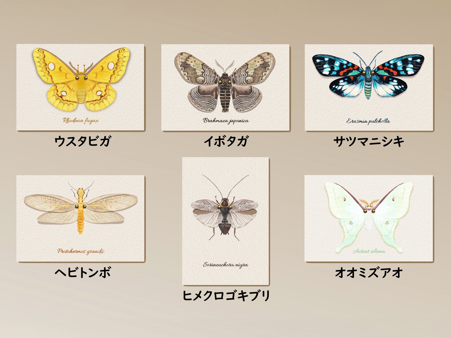 虫の翅ポストカード