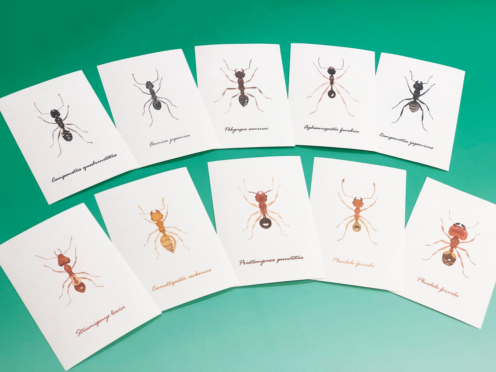 アリのポストカード