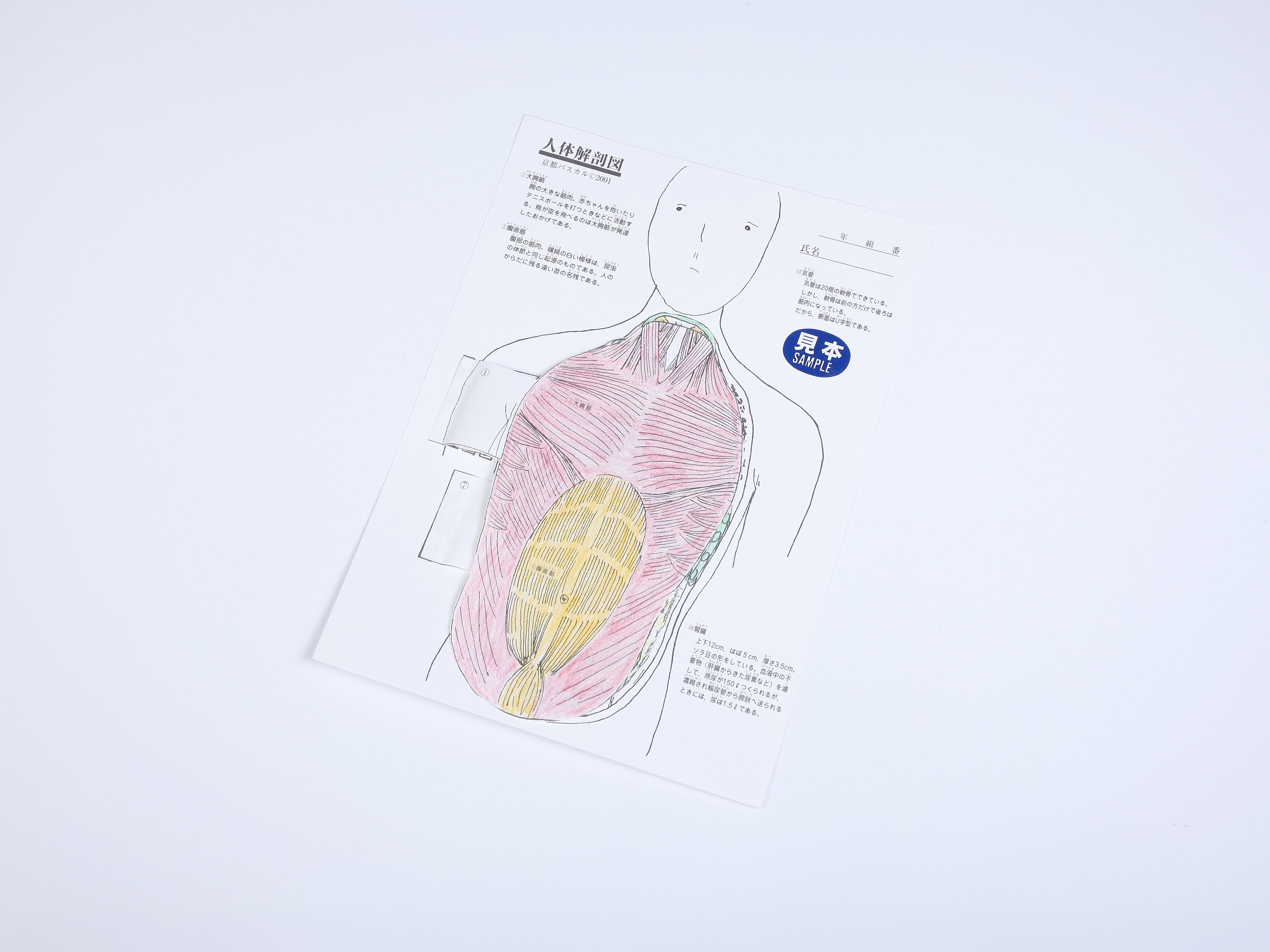 画像代替テキスト