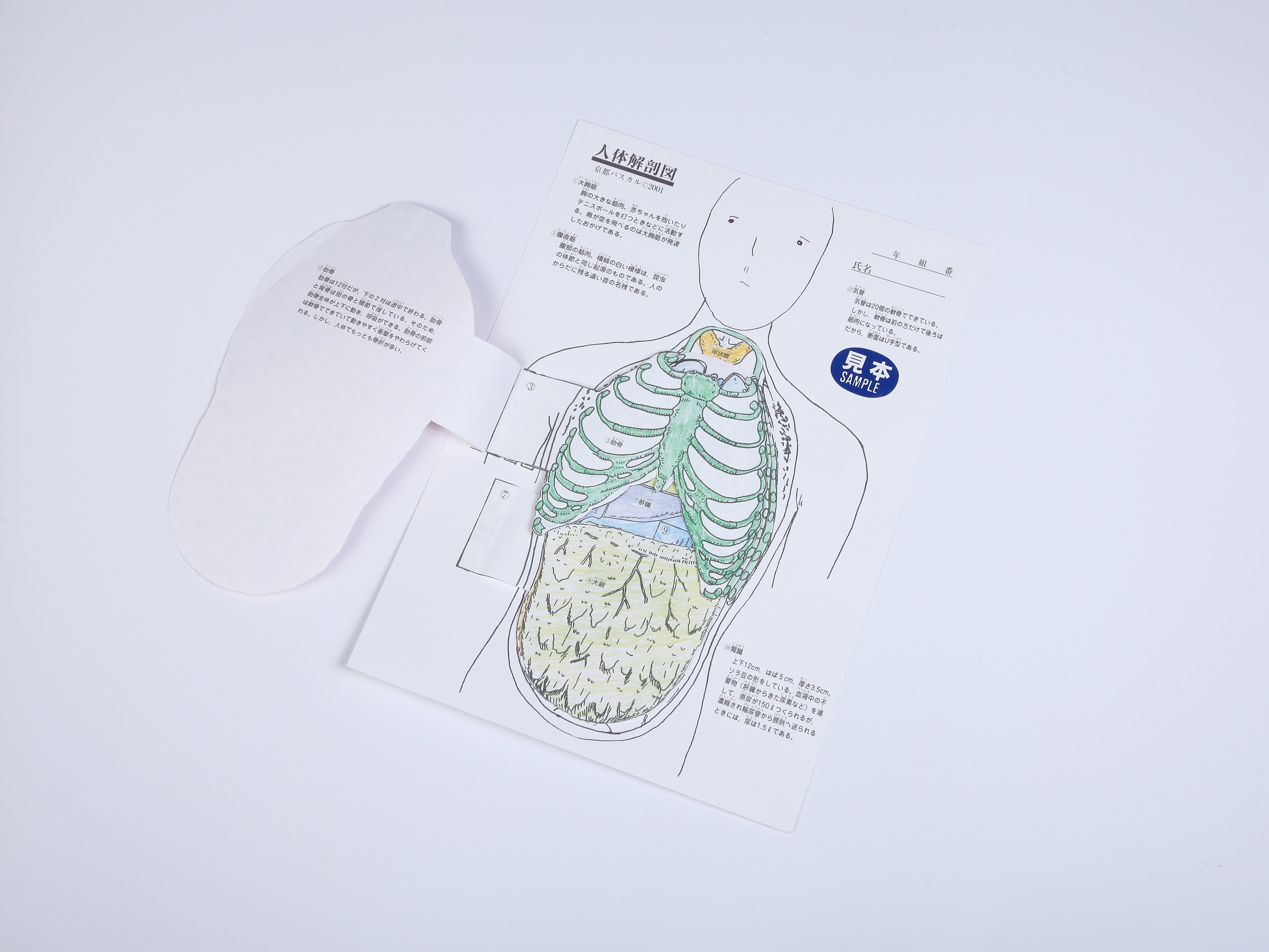 京都パスカル人体解剖図（10人分）