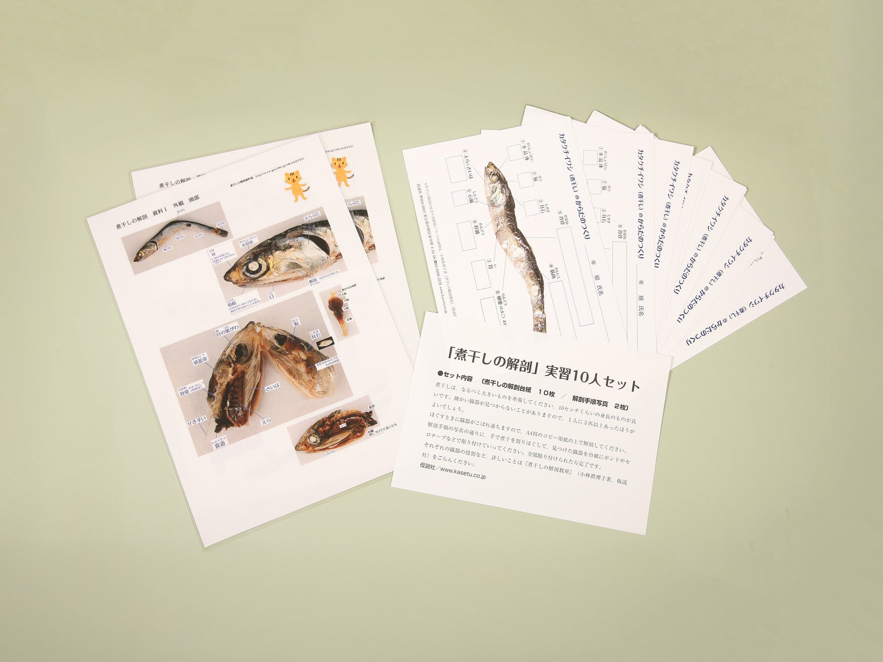 「煮干しの解剖」実習セット