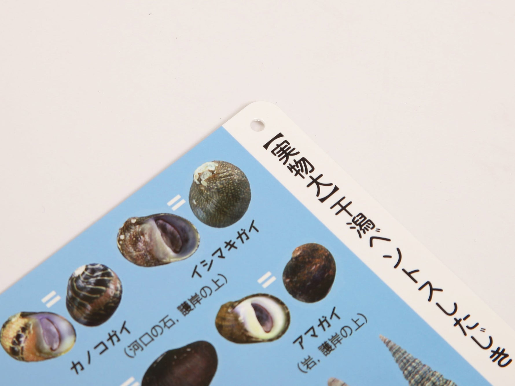 干潟ベントスしたじき ４枚セット