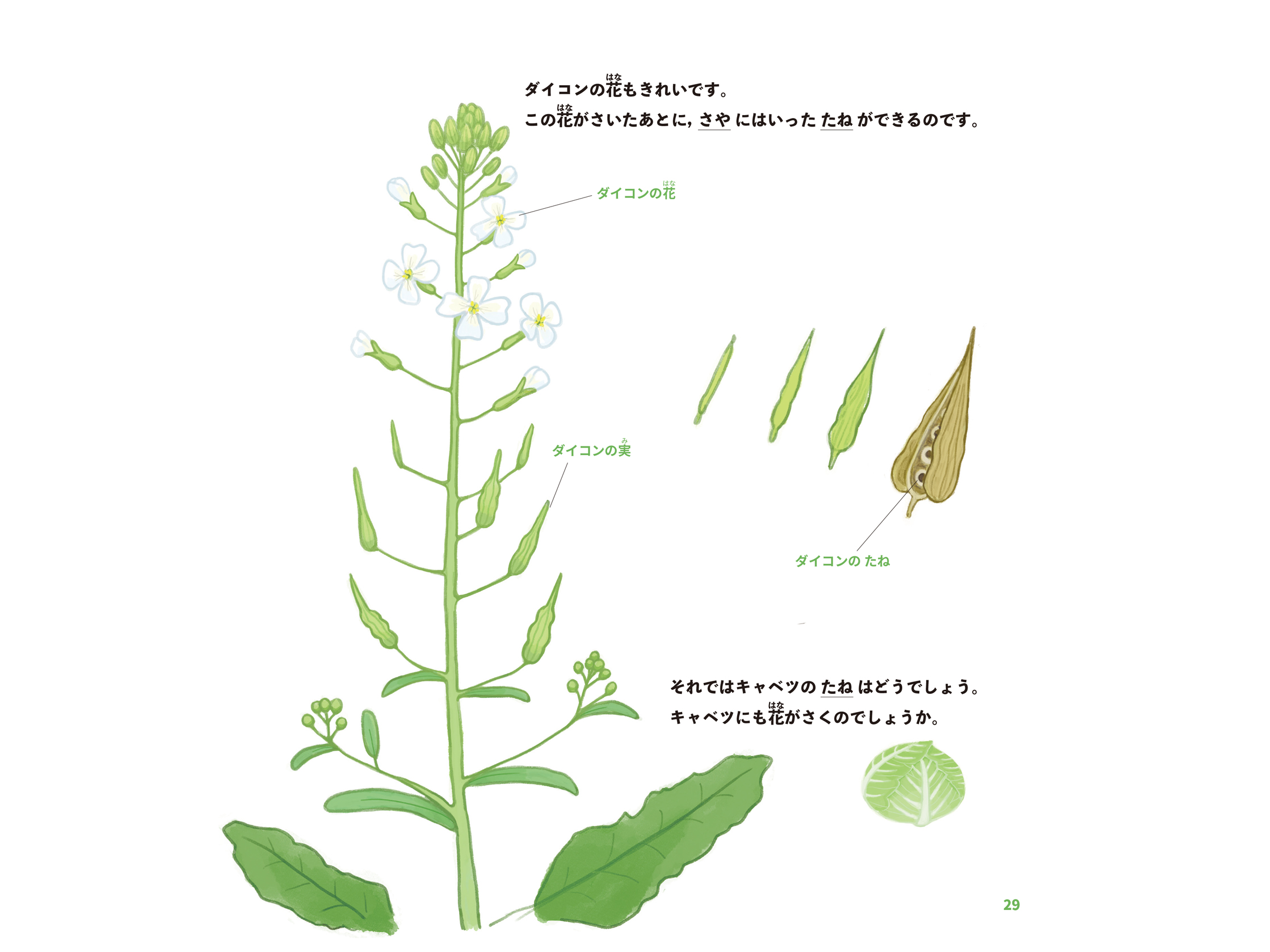『花と実のなぞ』訂正差し替えページ