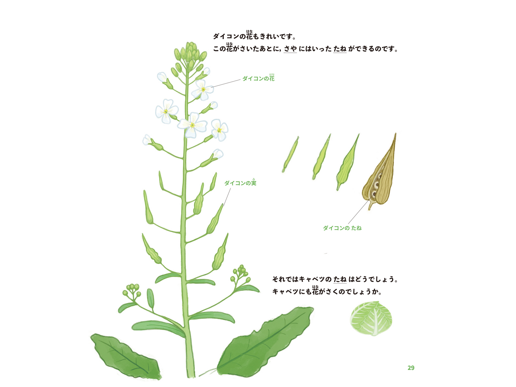 『花と実のなぞ』訂正差し替えページ